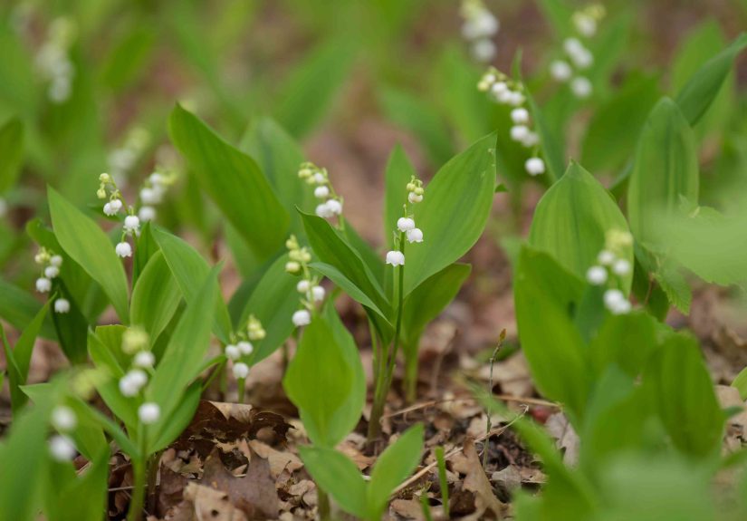 How to Grow and Care for Lily of the Valley
