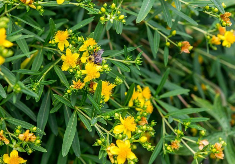How to Grow and Care for St. John's Wort