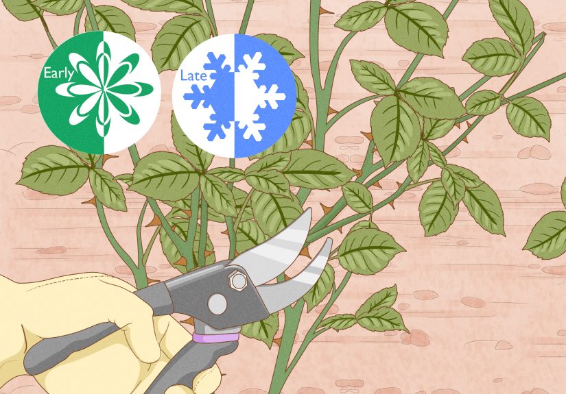 How to Make Roses Last Longer: Tips From a Florist