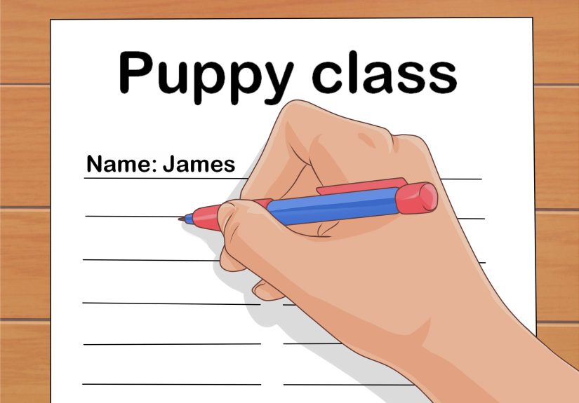 How to Take Care of Puppies