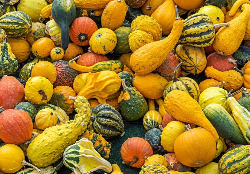 Is Squash a Fruit or Vegetable?