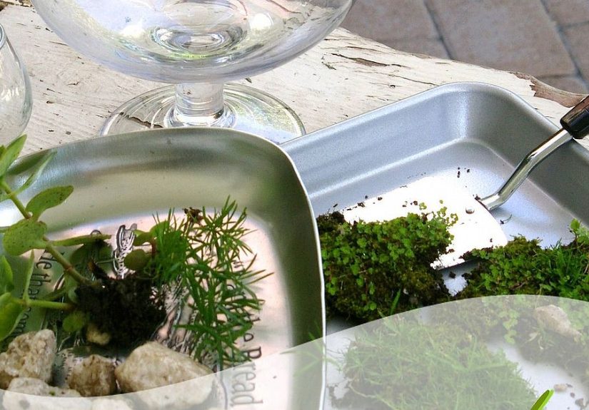 Make a FREE Moss Terrarium!
