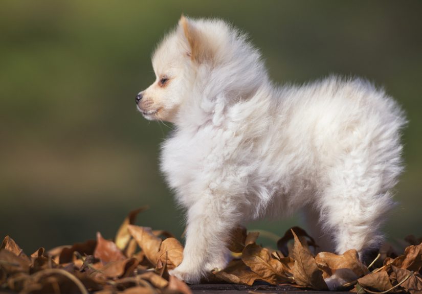 My Hero: Puppy – The Hungarian Dog